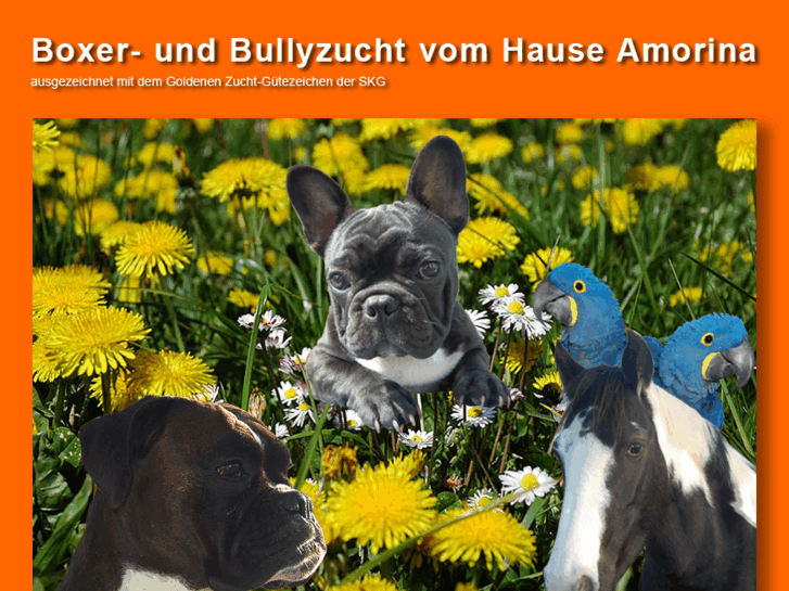 www.boxerzucht.ch