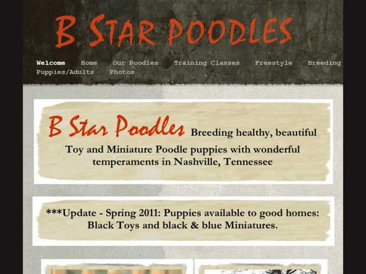 www.bstarpoodles.com