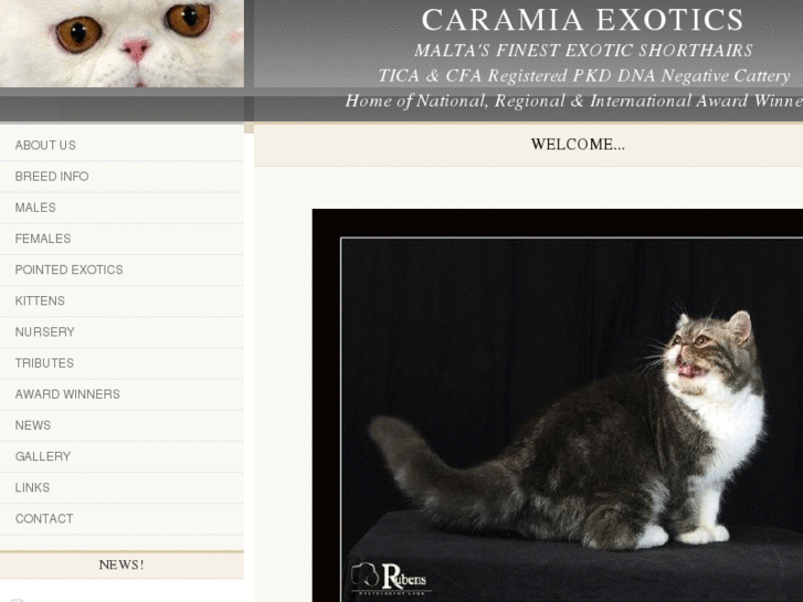 www.caramiacats.com