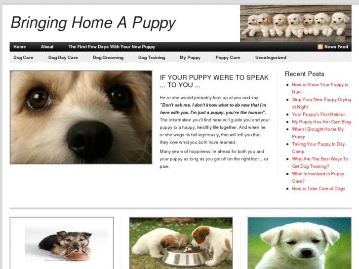 www.bringinghomeapuppy.com