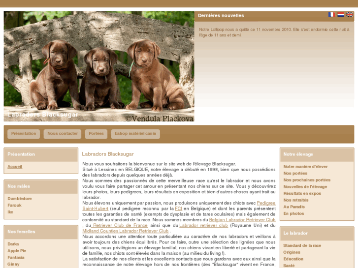 www.labradors-blacksugar.com