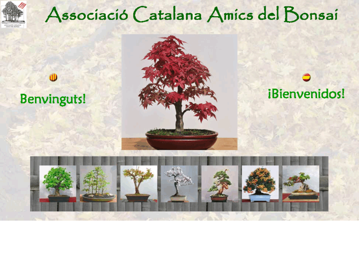 www.bonsaiacab.org