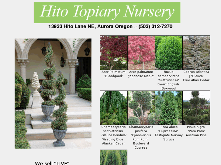 www.hitonursery.com