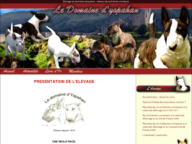 www.bull-terrier-miniature.com