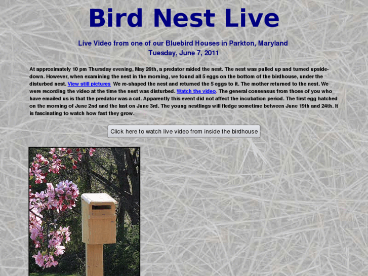 www.birdnestlive.com