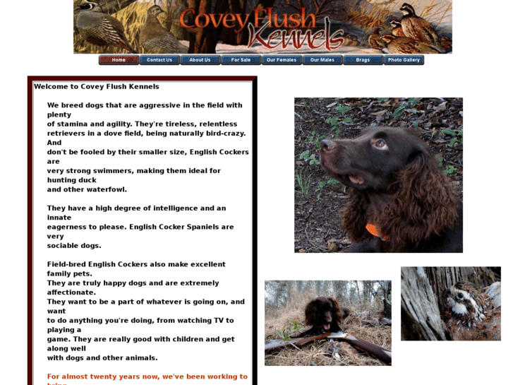 www.coveyflushkennels.com