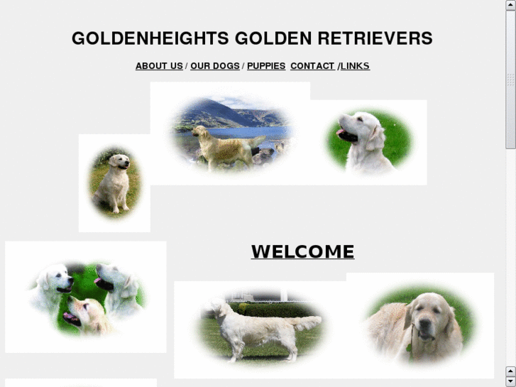 www.goldenheightsretrievers.com