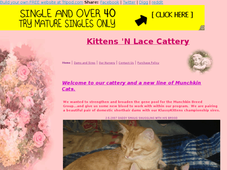 www.kittensnlace06.com