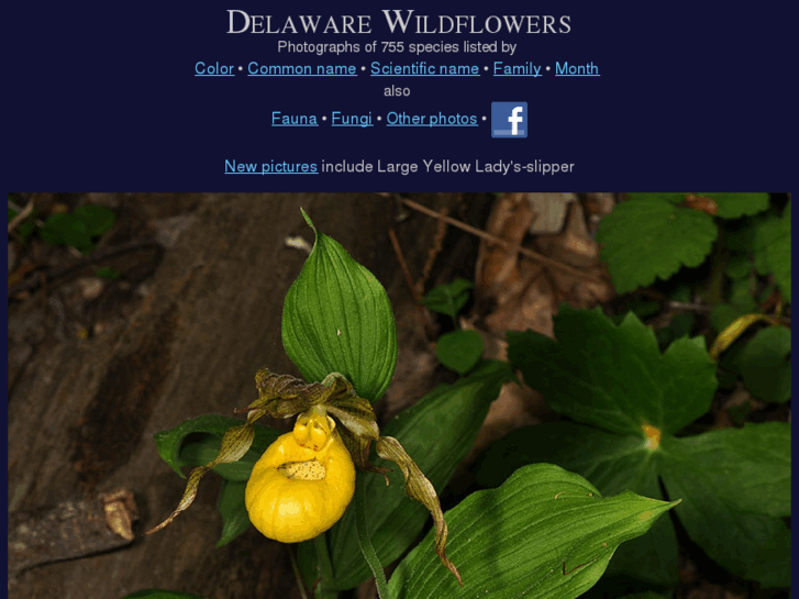 www.delawarewildflowers.org