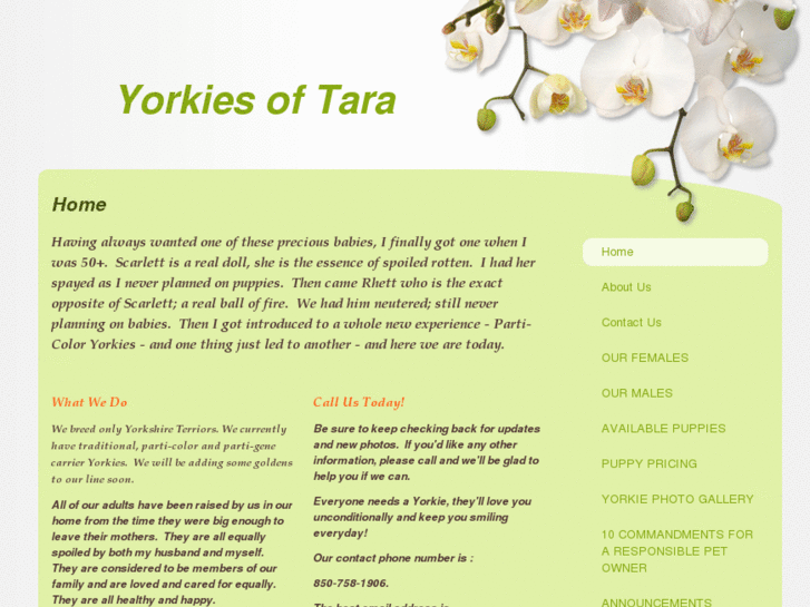 www.yorkiesoftara.com