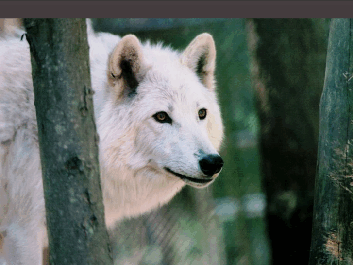 www.wolftown.org