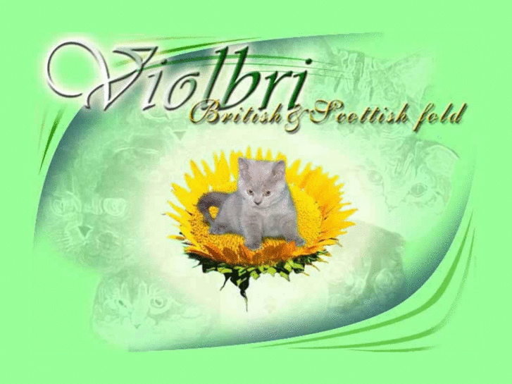 www.violbri.net