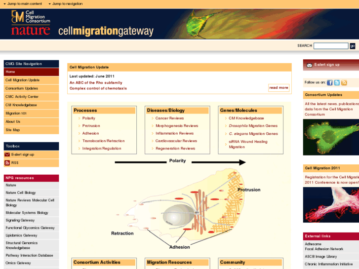 www.cellmigration.com