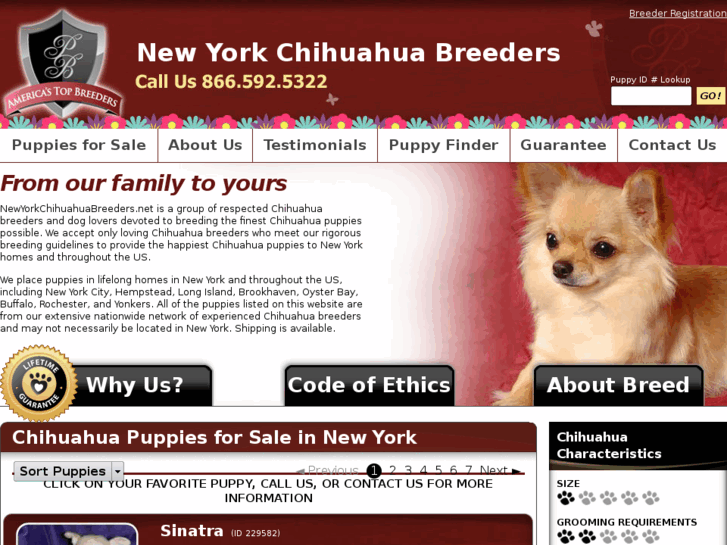 www.newyorkchihuahuabreeders.net