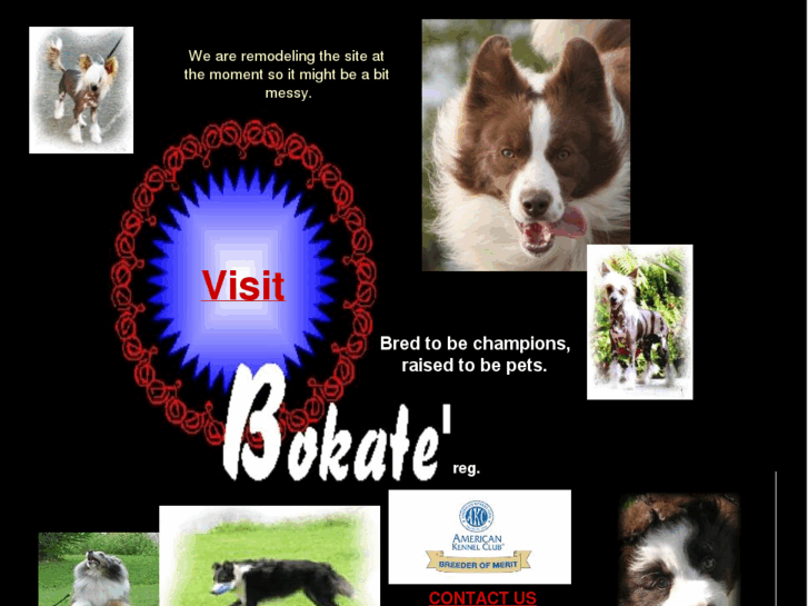 www.bokate.com