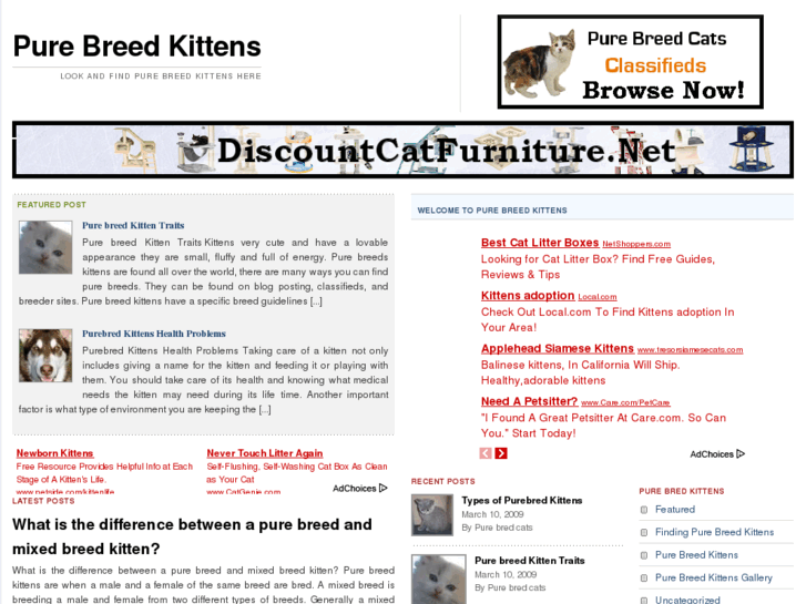 www.purebreedkittens.com