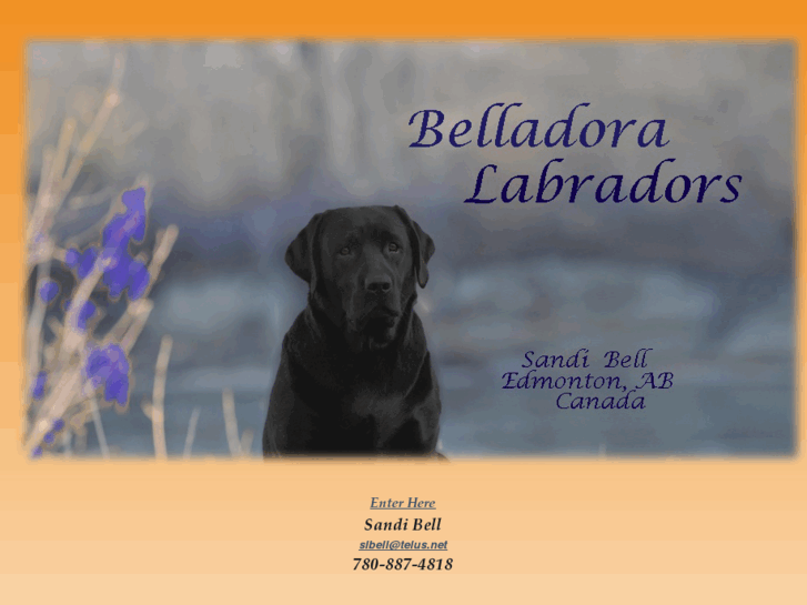 www.belladoralabradors.com