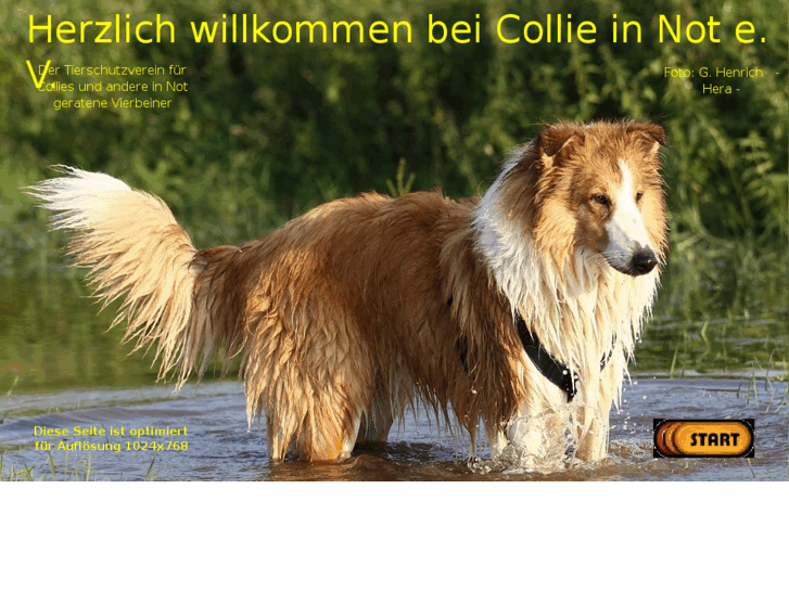 www.collie-in-not.de