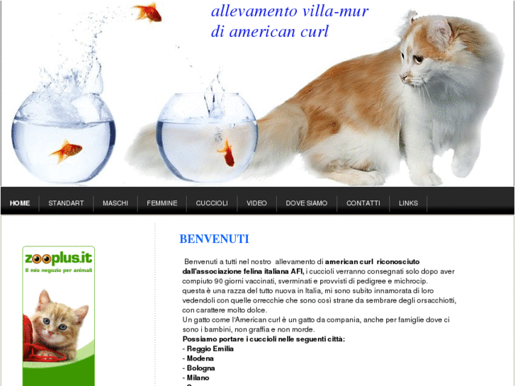 www.allevamentoamericancurl.com