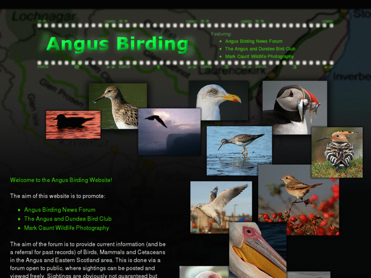 www.angusbirding.com