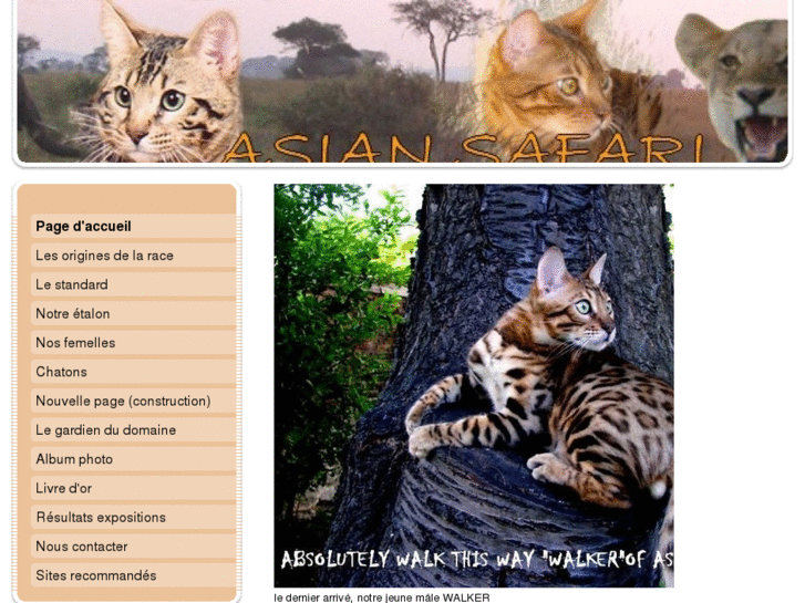 www.asiansafaribengals.com