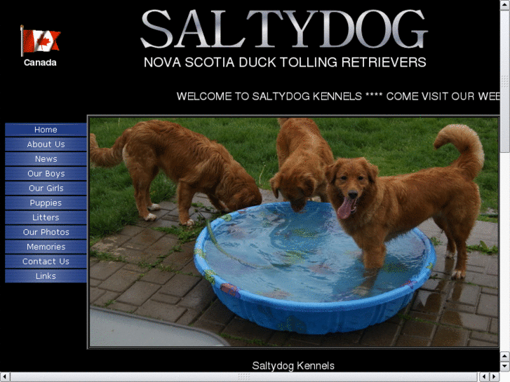 www.saltydogkennels.net