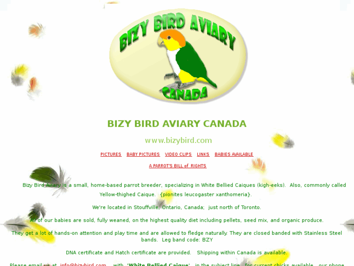 www.bizybird.com