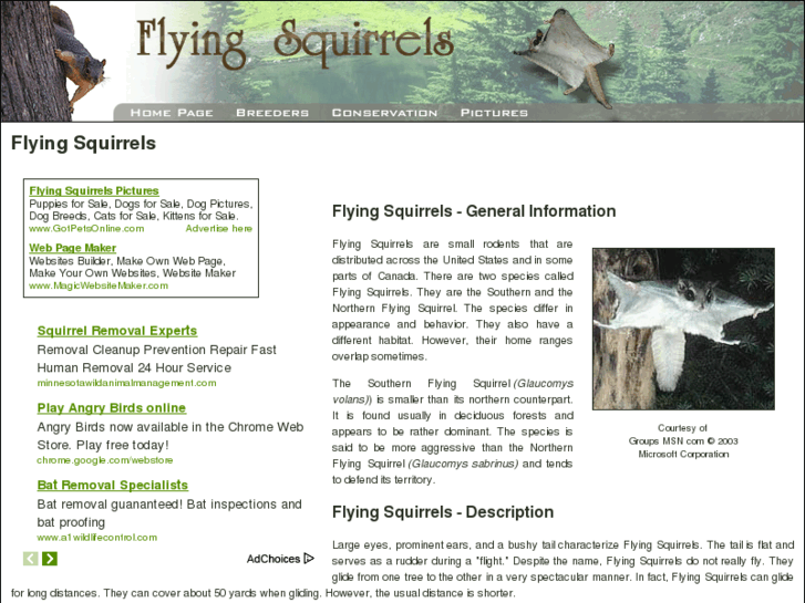 www.flying-squirrels.com