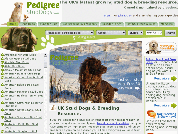 www.pedigreestuddogs.co.uk