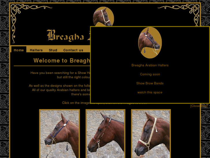 www.breaghaarabianhalters.co.uk