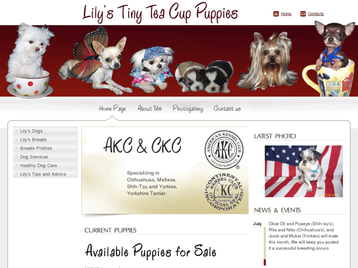 www.lilystinyteacuppuppies.com