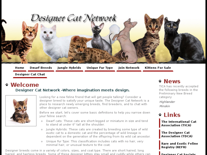 www.designercatnetwork.com