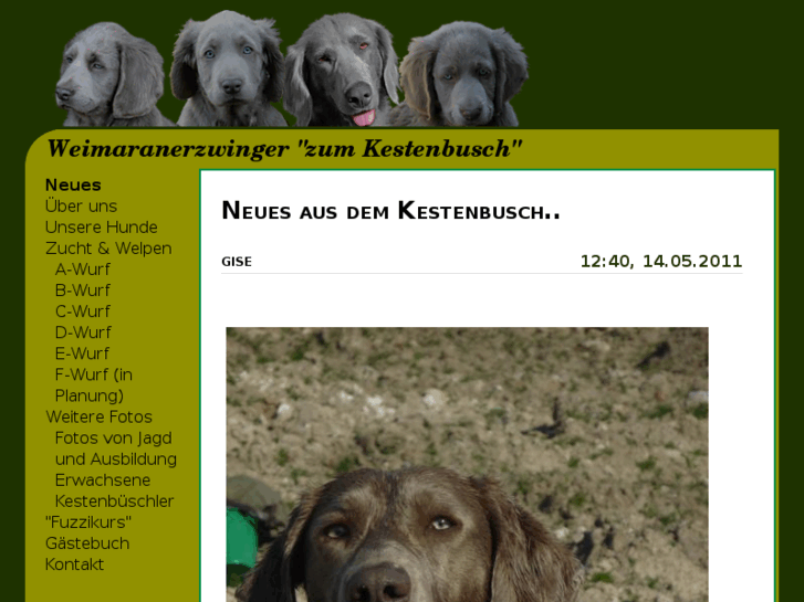 www.weimaraner-kestenbusch.de