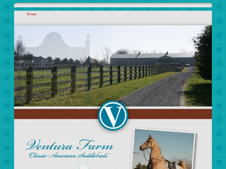 www.venturafarmsaddlebreds.com