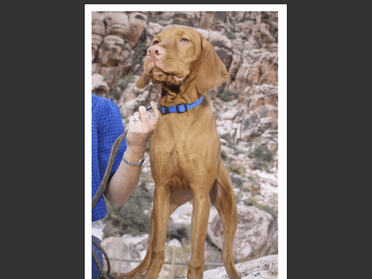 www.hoganvizsla.com