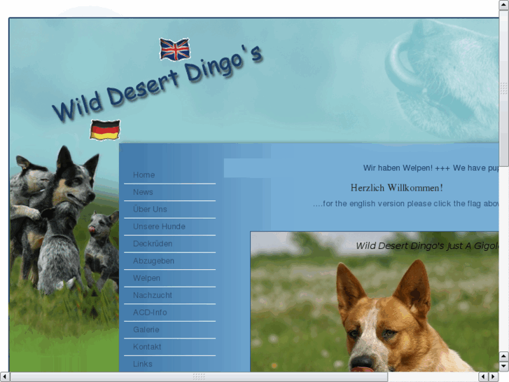 www.wild-desert-dingos.de