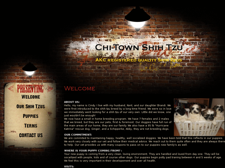 www.chitownshihtzu.com