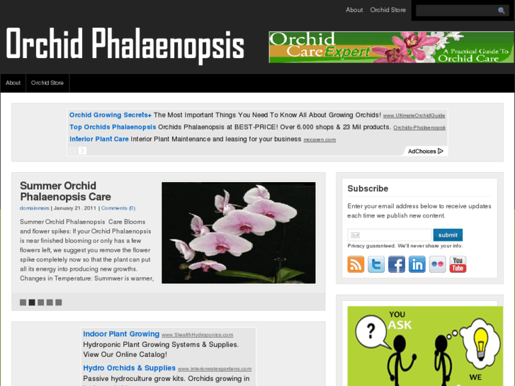 www.orchidphalaenopsis.com