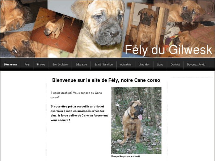 www.fely-cane-corso.com