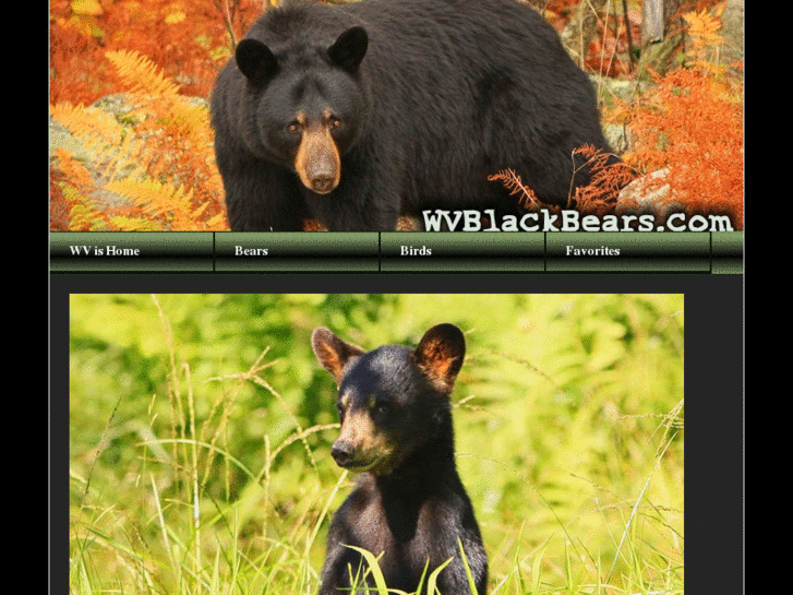 www.wvblackbears.com