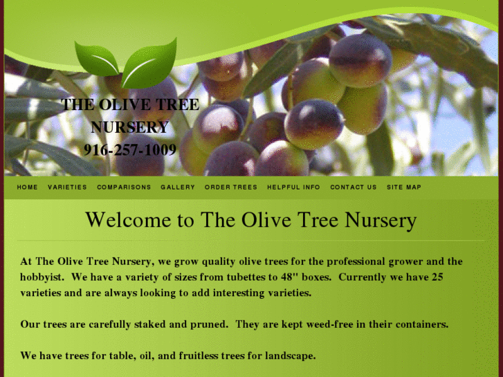 www.olivetreenursery.net