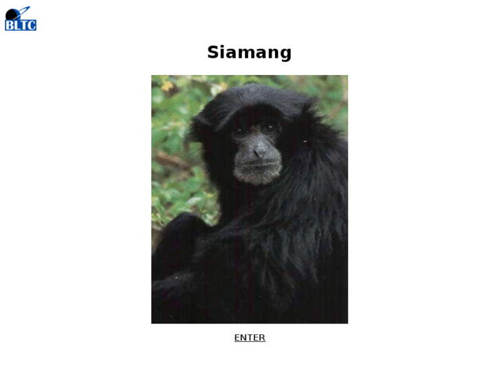 www.siamangs.com