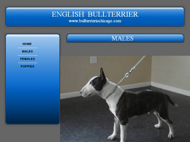 www.bullterrierinchicago.com