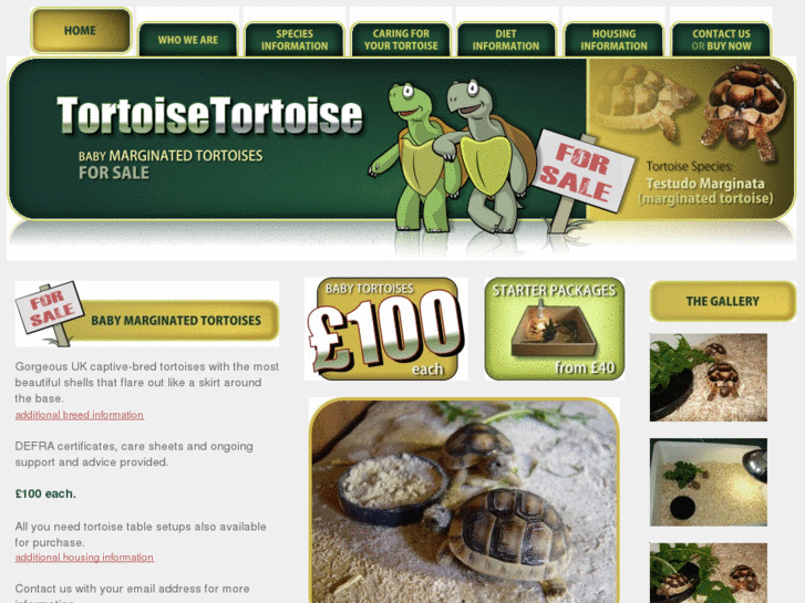 www.tortoisetortoise.com