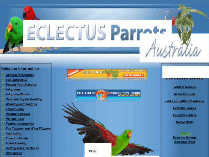 www.eclectusparrots.net