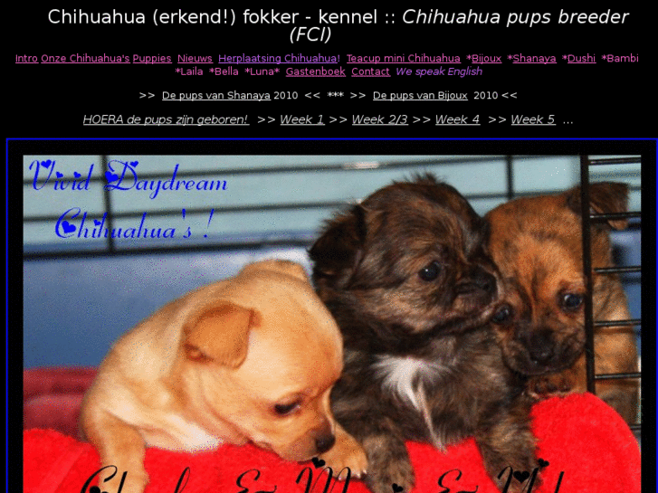 www.chihuahua-pups.net