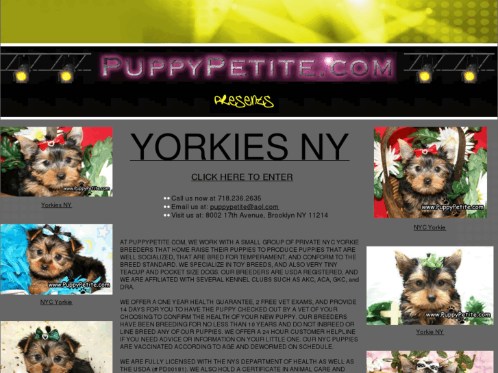 www.yorkiesny.com