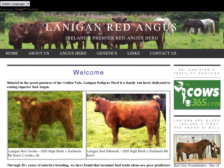 www.laniganredangus.com