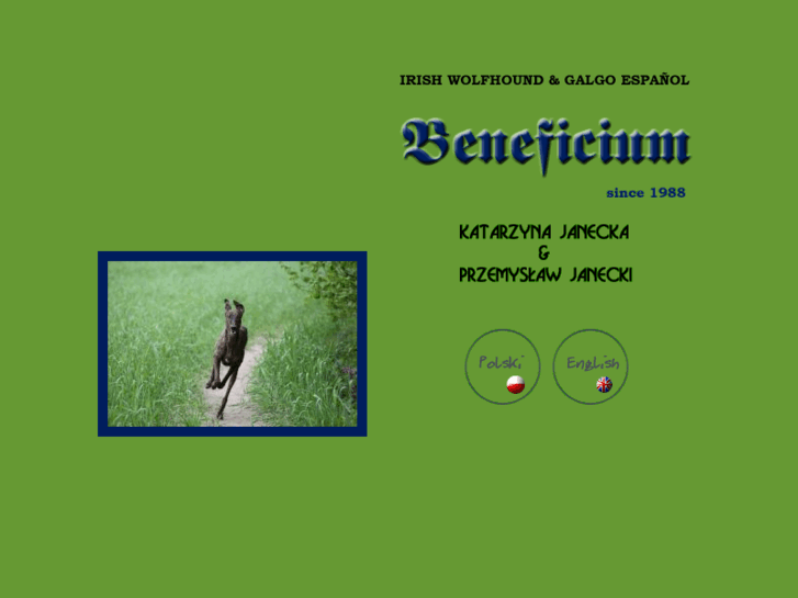 www.galgo.pl