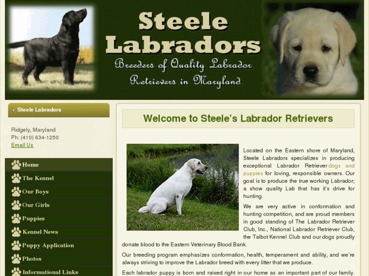 www.steelelabradors.com